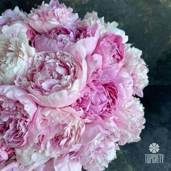 Букет из 15 розовых пионов Сара Бернар