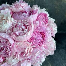 Букет из 15 розовых пионов Сара Бернар