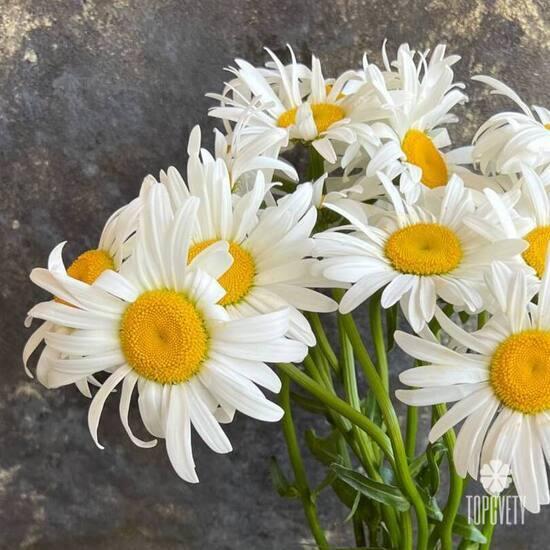 Букет из 11 ромашек