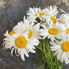 Букет из 11 ромашек