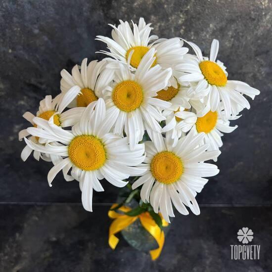Букет из 9 ромашек