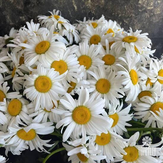 Букет из 45 ромашек