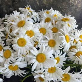 Букет из 45 ромашек
