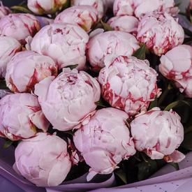 Букет из 31 розового пиона