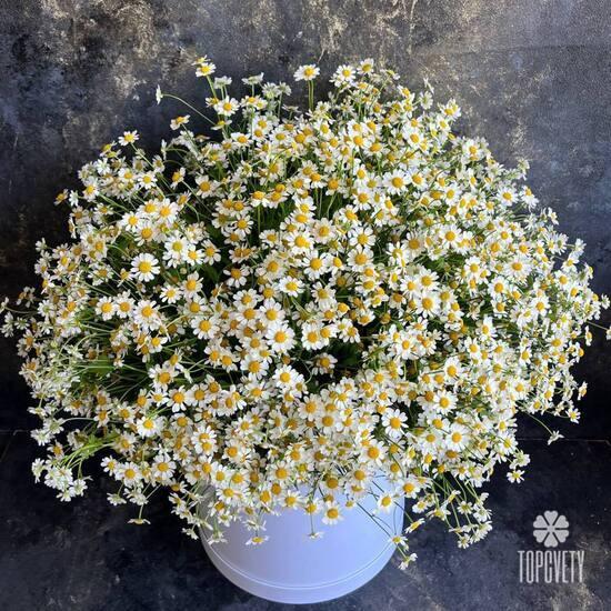 Композиция из 51 ромашки танацетум в коробке 