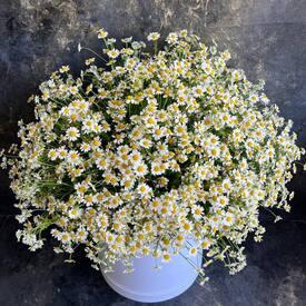 Композиция из 51 ромашки танацетум в коробке 