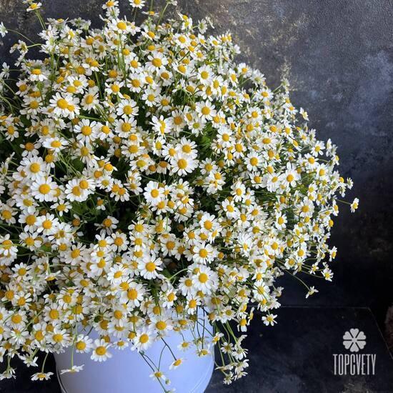 Композиция из 51 ромашки танацетум в коробке 