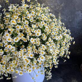 Композиция из 51 ромашки танацетум в коробке 