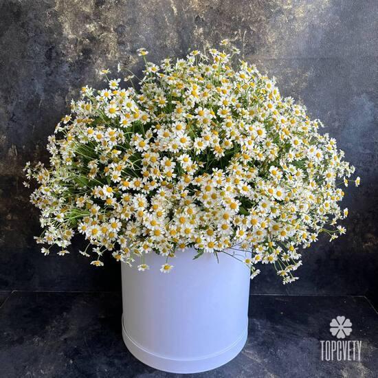 Композиция из 51 ромашки танацетум в коробке 