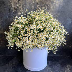 Композиция из 51 ромашки танацетум в коробке 