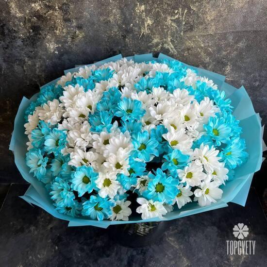 Букет из 25 белых и голубых кустовых хризантем