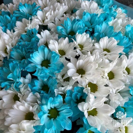 Букет из 25 белых и голубых кустовых хризантем