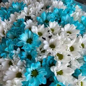 Букет из 25 белых и голубых кустовых хризантем