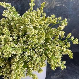 Букет из белой сирени в коробке