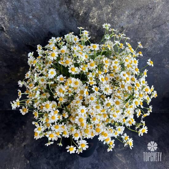 Композиция из 25 ромашек танацетум в коробке 
