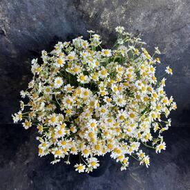 Композиция из 25 ромашек танацетум в коробке 