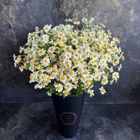 Композиция из 25 ромашек танацетум в коробке 