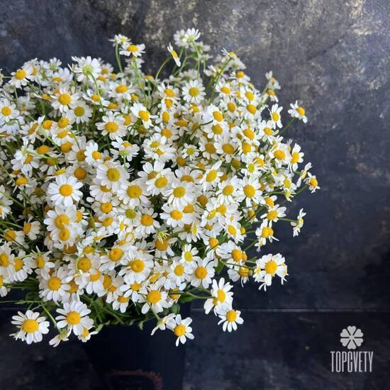 Композиция из 25 ромашек танацетум в коробке 