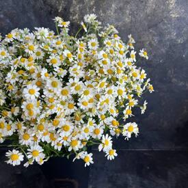 Композиция из 25 ромашек танацетум в коробке 