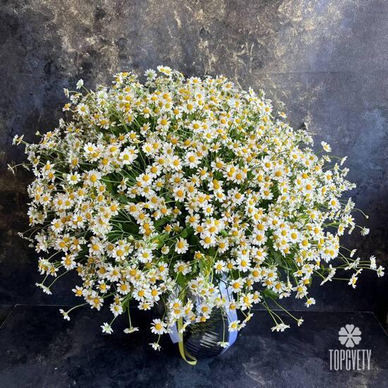Букет из 45 ромашек танацетум