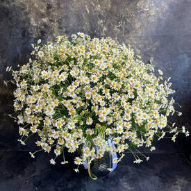 Букет из 45 ромашек танацетум