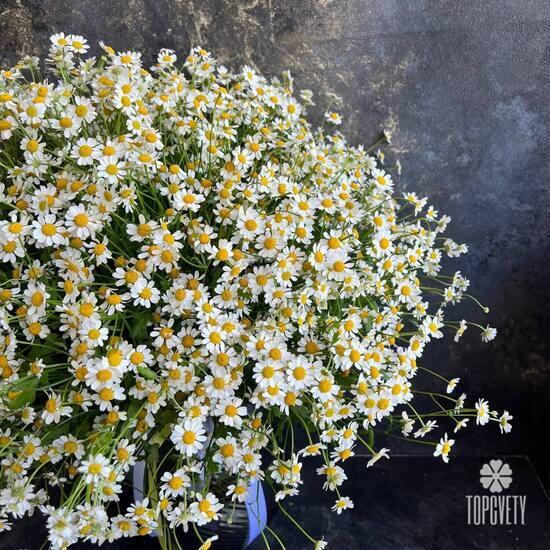 Букет из 45 ромашек танацетум
