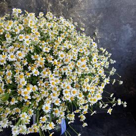 Букет из 45 ромашек танацетум
