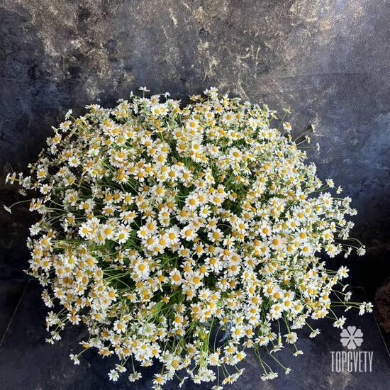 Букет из 45 ромашек танацетум