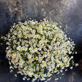 Букет из 45 ромашек танацетум