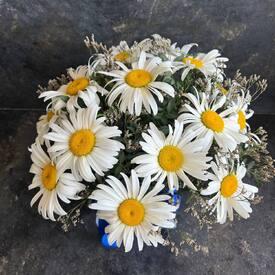 Букет из 11 ромашек в коробке