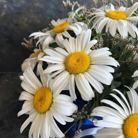 Букет из 11 ромашек в коробке