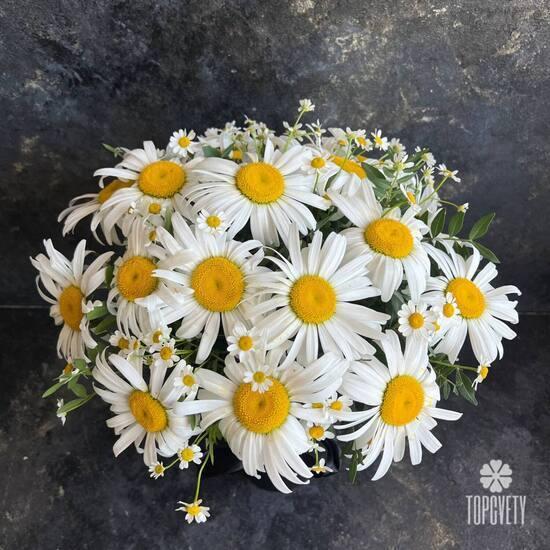 Букет из 19 ромашек в коробке