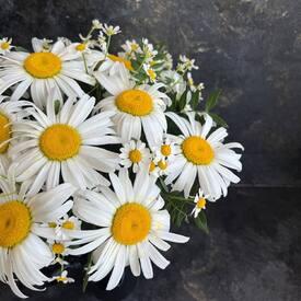 Букет из 19 ромашек в коробке