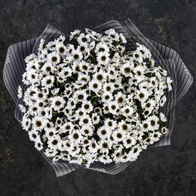 Букет из 21 белой кустовой хризантемы Сантини 