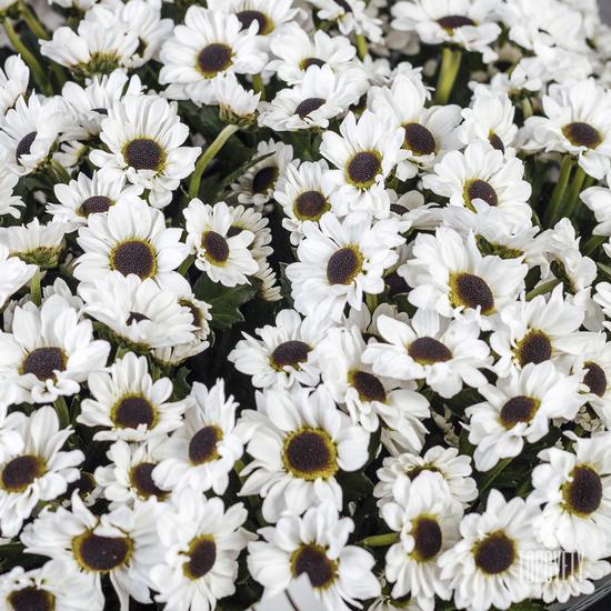 Букет из 21 белой кустовой хризантемы Сантини 