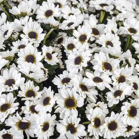 Букет из 21 белой кустовой хризантемы Сантини 