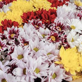 Букет из 25 кустовых хризантем микс
