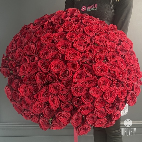 Букет из 151 красной розы 80см
