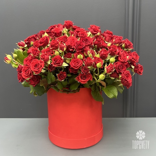 Букет из 51 красная кустовая роза в коробке