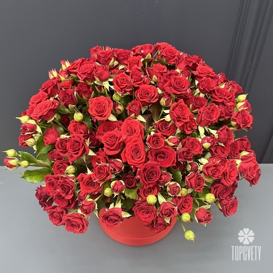 Букет из 51 красная кустовая роза в коробке