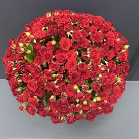 Букет 101 красная кустовая роза в коробке