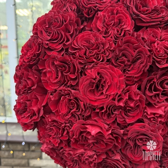 Букет из 51 красной розы пионовидной 60см