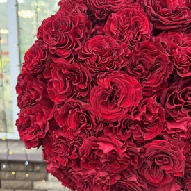 Букет из 51 красной розы пионовидной 60см