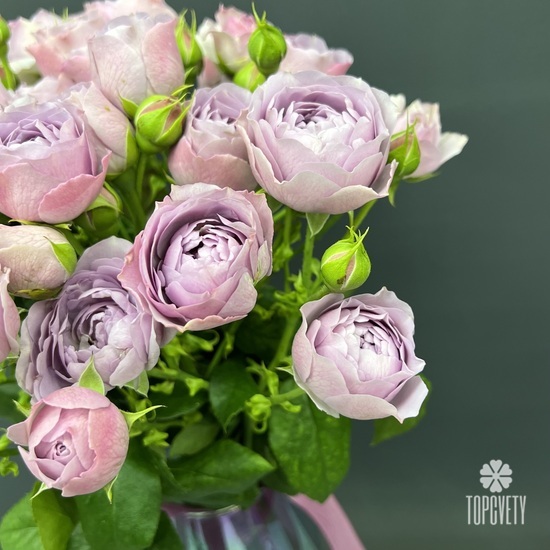 Букет из 9 пионовидных сиреневых кустовых роз